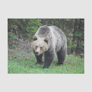 Papier Mousseline Alaska Grizzly Bear Photo de la faune