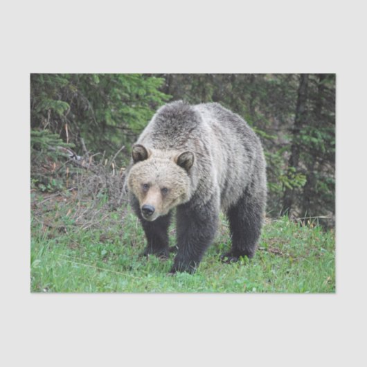 Papier Mousseline Alaska Grizzly Bear Photo de la faune (Recto)