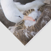 Papier Mousseline Albatros à la poussette (Détail)