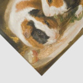 Papier Mousseline Alimentation de cochons de Guinée animale (par Jam (Détail)