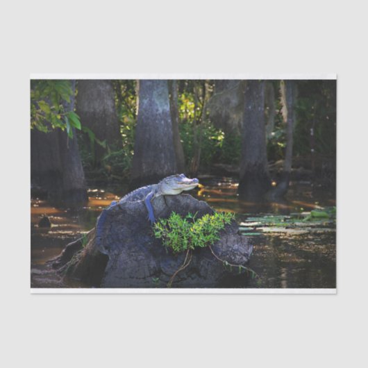 Papier Mousseline Alligator dans le marais (Recto)