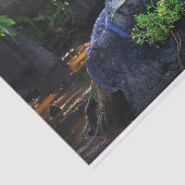 Papier Mousseline Alligator dans le marais (Détail)