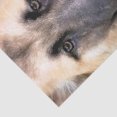 PAPIER MOUSSELINE ALMAN SHEPHERD (Détail)