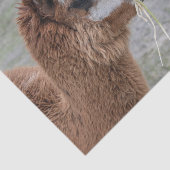 Papier Mousseline Alpaca Mangeant du foin Photo Animal (Détail)