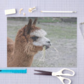 Papier Mousseline Alpaca Mangeant du foin Photo Animal (Artisanat)
