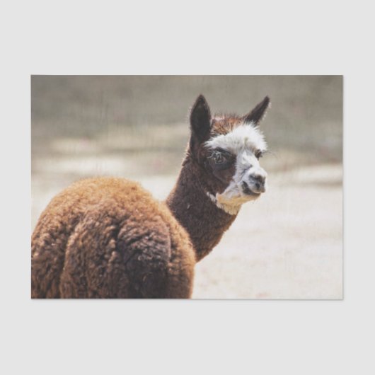 Papier Mousseline Alpaca photo d'animaux Brown et blancs (Recto)