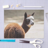 Papier Mousseline Alpaca photo d'animaux Brown et blancs (Artisanat)