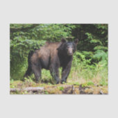 Papier Mousseline Alpha ours noir (Recto)