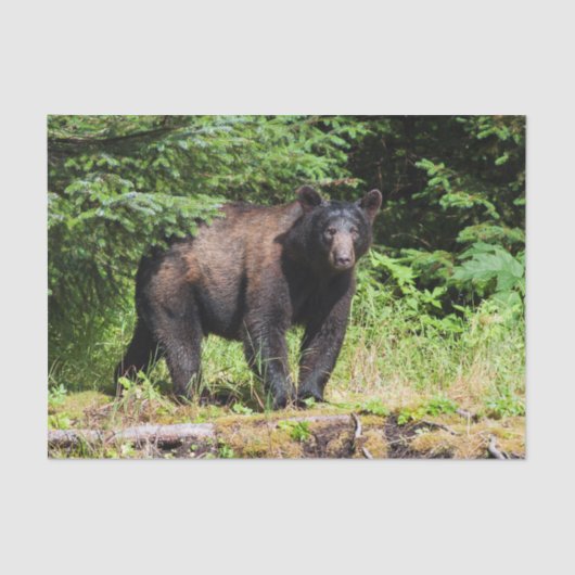 Papier Mousseline Alpha ours noir (Recto)