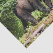 Papier Mousseline Alpha ours noir (Détail)