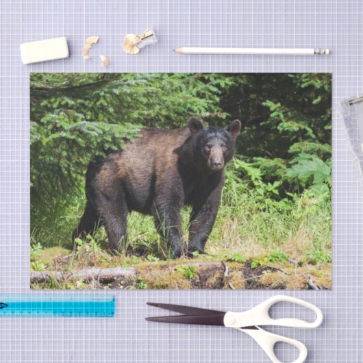 Papier Mousseline Alpha ours noir (Artisanat)