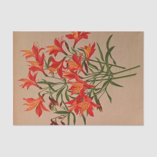 Papier Mousseline Alstroemeria Aurantiaca par Arentina Arendsen (Recto)