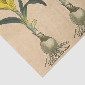 Papier Mousseline Amaryllis Tulip Jardin Botanique Fleur (Détail)