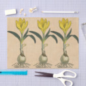 Papier Mousseline Amaryllis Tulip Jardin Botanique Fleur (Artisanat)