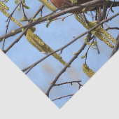 Papier Mousseline American Robin Spring Blossoms Catkins (Détail)