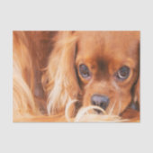 Papier Mousseline Ami doux Cavalier King Charles (Recto)