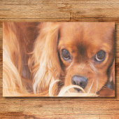 Papier Mousseline Ami doux Cavalier King Charles