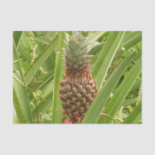 Papier Mousseline Ananas sauvage Fruit tropical dans la nature (Recto)