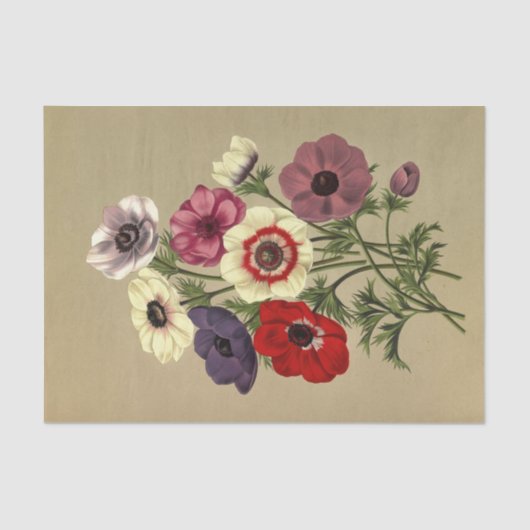 Papier Mousseline Anemone Coronaria par Arentina Hendrica Arendsen (Recto)