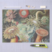 Papier Mousseline Anémone de mer Nature scientifique Océan (Artisanat)