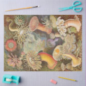 Papier Mousseline Anémones de mer Ernst Haeckel Découpage Tissu (Artisanat)