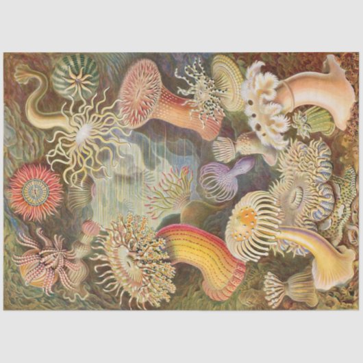 Papier Mousseline Anémones de mer Ernst Haeckel Découpage Tissu (Recto)