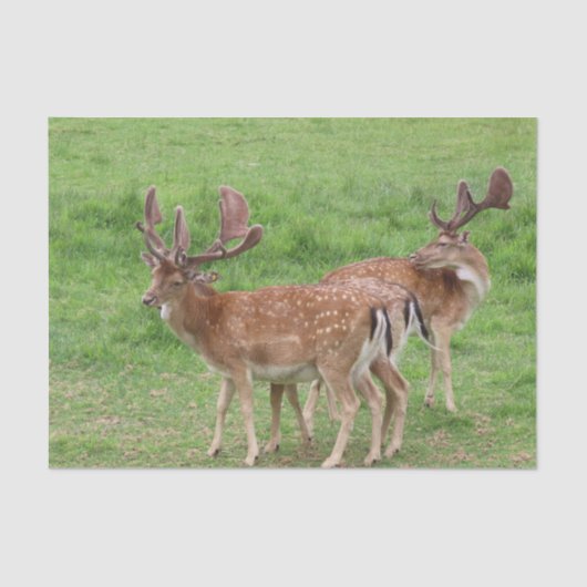 Papier Mousseline animal, cerf, faune, forêt, prairie, chasse, n (Recto)