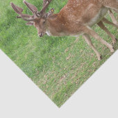 Papier Mousseline animal, cerf, faune, forêt, prairie, chasse, n (Détail)