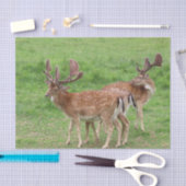 Papier Mousseline animal, cerf, faune, forêt, prairie, chasse, n (Artisanat)