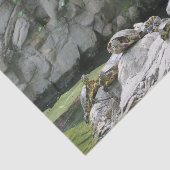 Papier Mousseline animal, eau, tortues, pierres, fleurs, nature, (Détail)