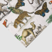 Papier Mousseline Animaux vintages De D'Orbigny (Détail)