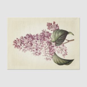 Papier Mousseline Antique Vintage Botanique Violet Lilac Blossom