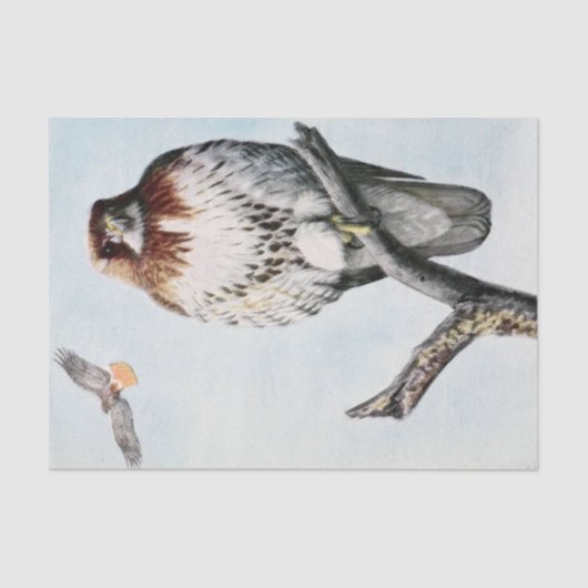 Papier Mousseline Aquarelle de faucon rouge vintage (Recto)