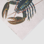 Papier Mousseline aquarelle de l'écrevisse bleue côtière (Détail)