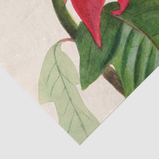 Papier Mousseline Aquarelle rouge rustique Poinsettia Flore Verdure (Détail)