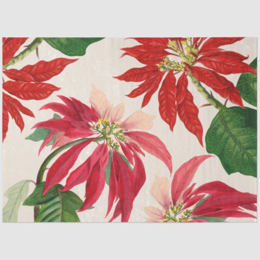 Papier Mousseline Aquarelle rouge rustique Poinsettia Flore Verdure (Recto)
