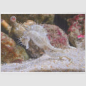 Papier Mousseline aquarium papier de tissu hippocampe (Recto)