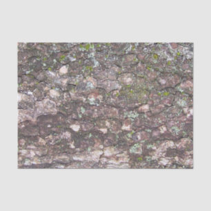 Papier Mousseline Arbre 2 - Mousse sur écorce