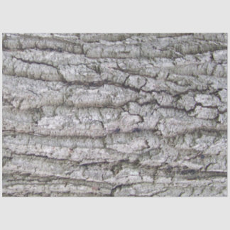 Papier Mousseline Arbre 5 - Écorce de chêne