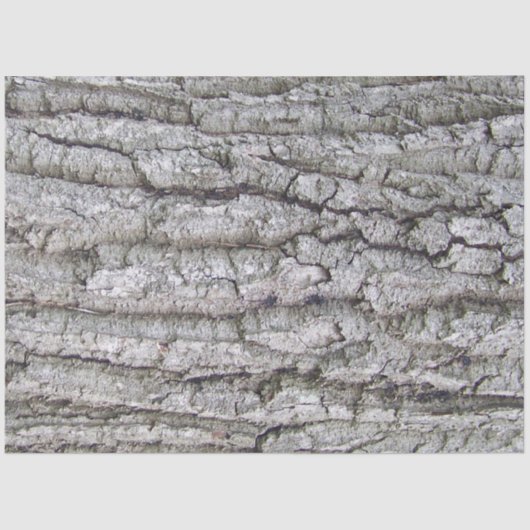 Papier Mousseline Arbre 5 - Écorce de chêne (Recto)