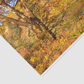 Papier Mousseline Arbre de bouleau d'automne (Détail)