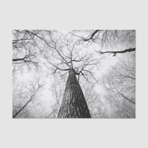Papier Mousseline Arbre en noir et blanc