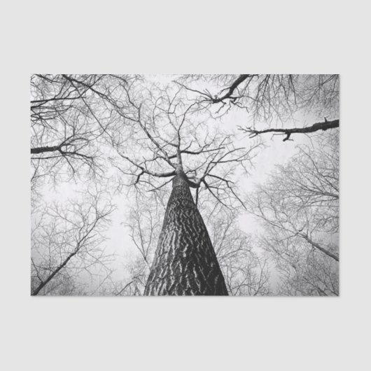 Papier Mousseline Arbre en noir et blanc (Recto)