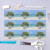 Papier Mousseline Arbre solo de Divi Divi dans Aruba (Artisanat)