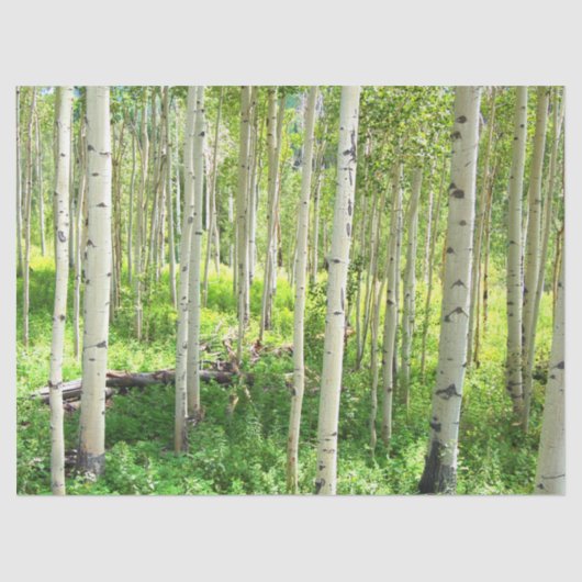 Papier Mousseline Arbres d'Aspen (Recto)