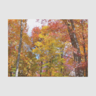 Papier Mousseline Arbres d'automne orange et jaune Photographie d'au