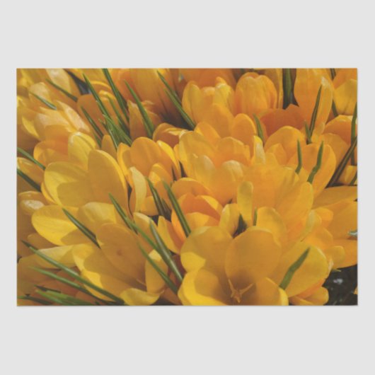 Papier Mousseline Arôme de Crocus jaune - Fleurs jaunes dorées (Recto)