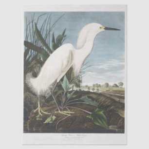 Papier Mousseline Art vintage d'Audubon représentant un héron neigeu