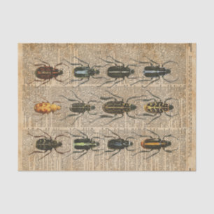 Papier Mousseline Art vintage d'illustration de zoologie d'insectes