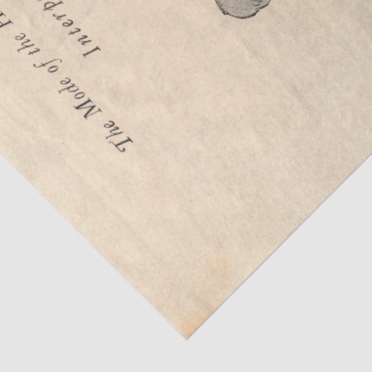 Papier Mousseline Article 1921 NYC Fashion Design (Détail)